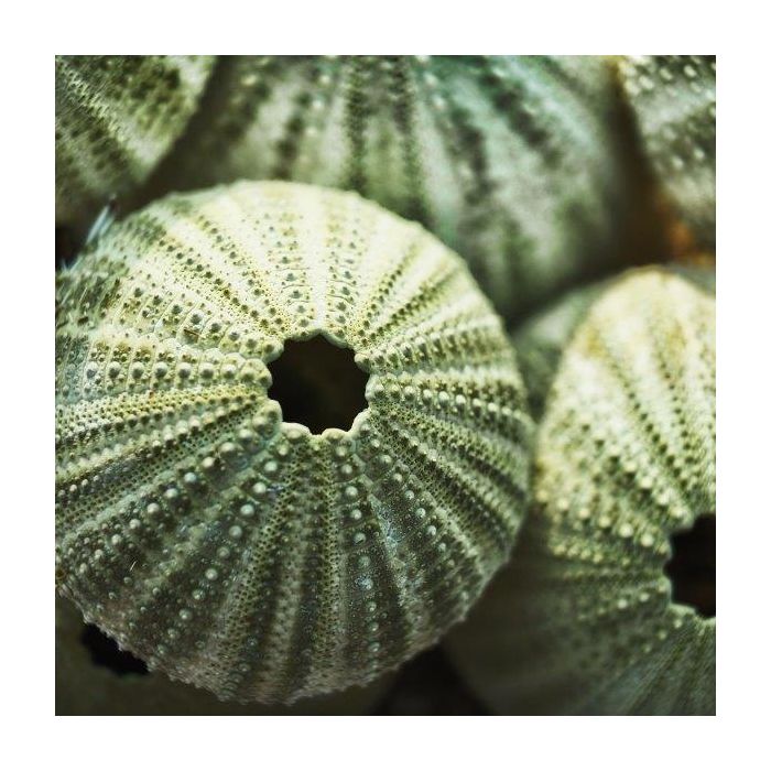 green sea urchin shells