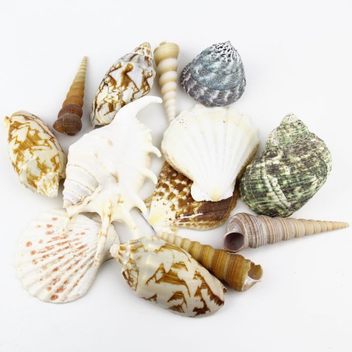 assorted mixed sea-shells