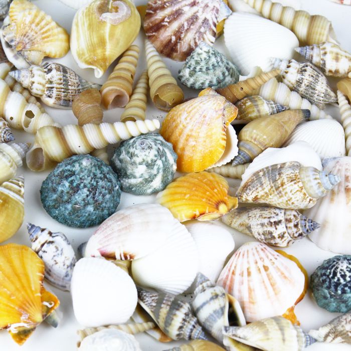 mixed-sea-shells