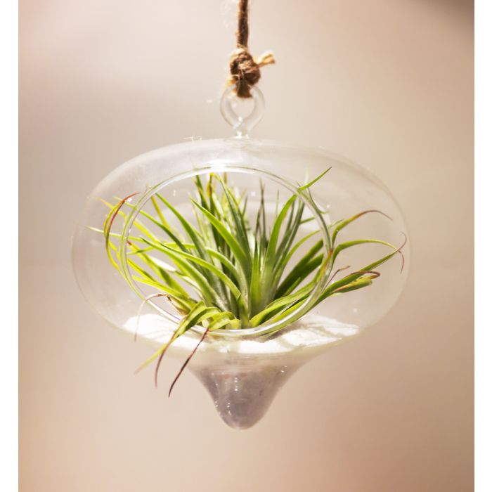 glass-hanging-glass-terrarium-planter-gch118