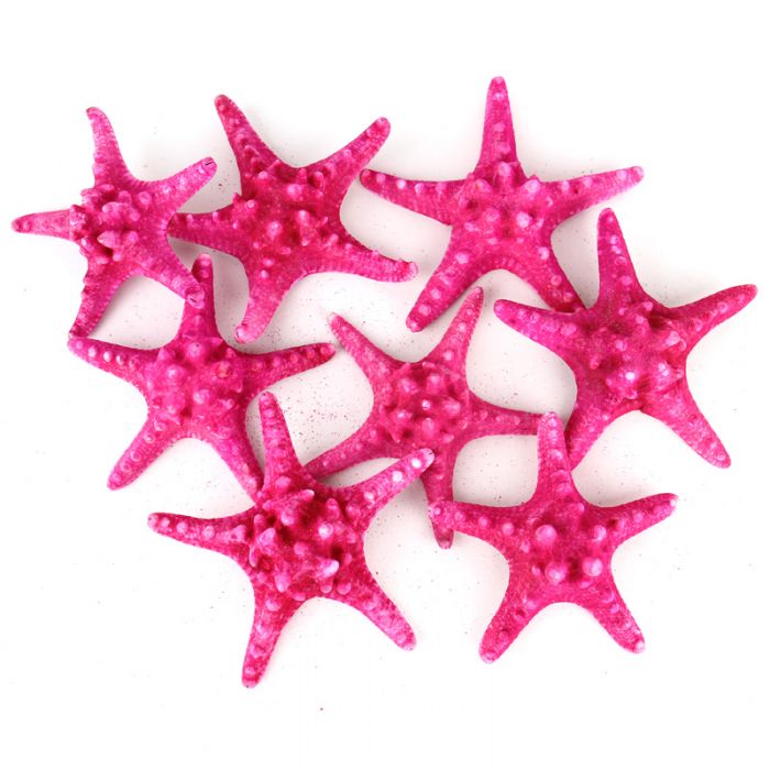 vase-filler-natural-knobby-starfish-VFSF01/05fu