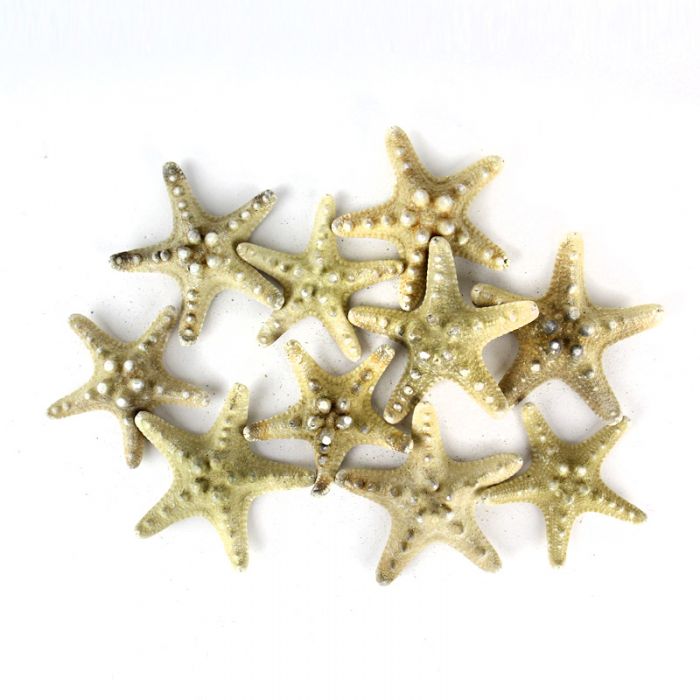 vase-filler-natural-knobby-starfish-VFSF02/04
