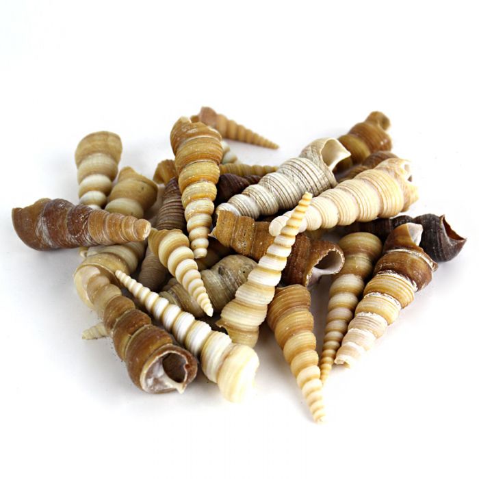 Vase-Filler-Cone-Shells-vfss0105-00