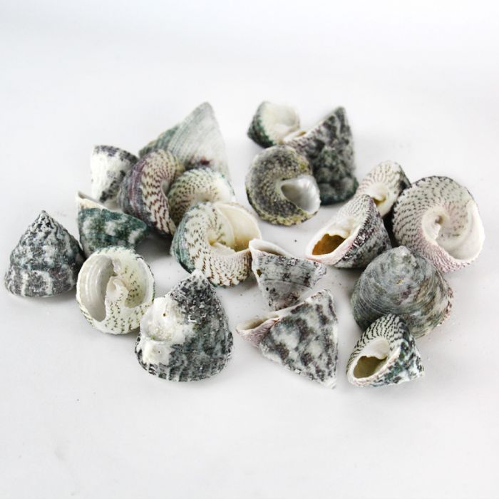Grey Striped Stellatus Sea Shells