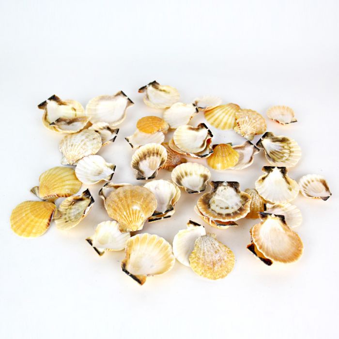 Fan Clam Orange Sea Shells