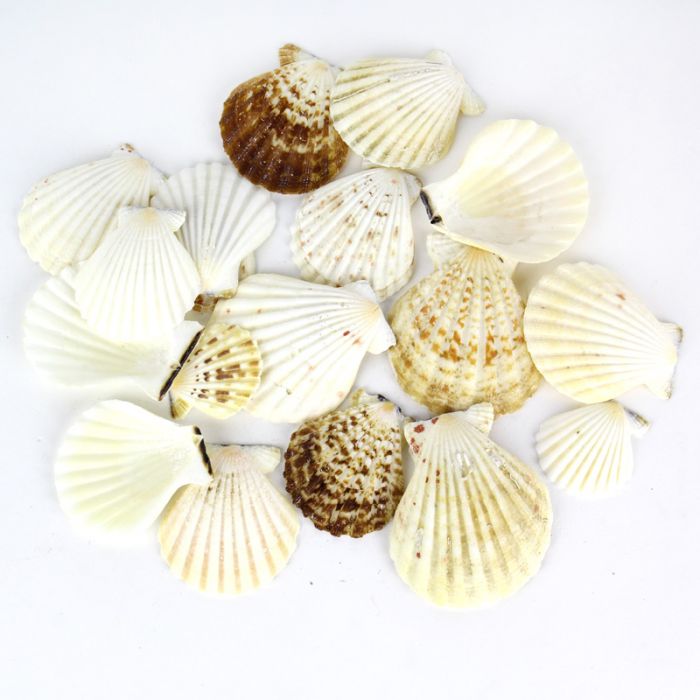 Cream Brown Pecten Vexillum Fan Sea Shells