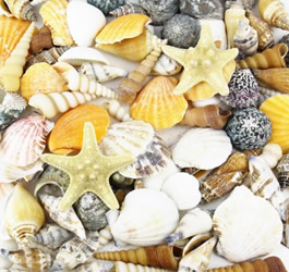 Beach Style Decoration with Mixed Color Seashells and Sea Urchins