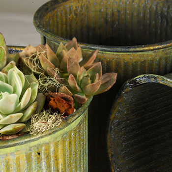 Succulents in tarnished zinc pot close up